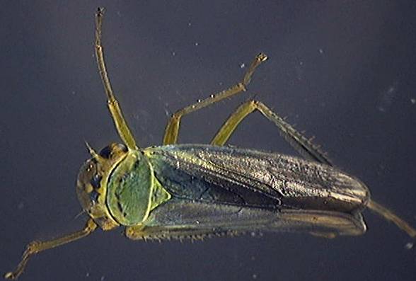 Cicadella viridis2